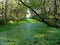 Peat ditch in one of the oldest forests Netherlands