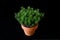 Peat moss Polytrichum Commune in small ceramic flower pot on black background