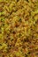 Peat Moss (Sphagnum)