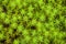 Peat moss Sphagnum palustre, macro