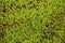 Peat moss Sphagnum palustre, macro