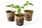 Peat pots with the sprouts of a cucumber on a white background