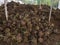 Peat soil.