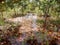 Peat Swamp Forest in the Ketapang Forest