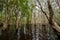 Peat swamp forest wetlands at Rayong Botanical Garden, Rayong, Thailand