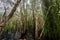 Peat swamp forest wetlands at Rayong Botanical Garden, Rayong, Thailand