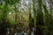 Peat swamp forest wetlands at Rayong Botanical Garden, Rayong, Thailand