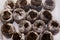 Peat tablets filled with water, prepared for planting seeds