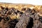 Peat Turf cutting in County Donegal - Ireland