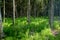 Peat vegetation in the fir forest,bucovina-romania