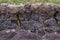 Peat wall at harvesting site near Inverasdale, NW Scotland.