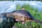 Peaty crucian carp