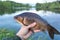 Peaty crucian carp