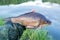 Peaty crucian carp