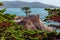 Pebble Beach, California/USA - October 28, 2019: Beautiful lone Cypress tree Monterey cypress on 17-mile drive.