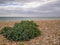A pebble beach with a clump of Sea Kale