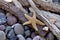 Pebble Beach Still Life With Starfish