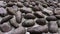 Pebble garden path with large dark worn off stones on ground