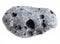 pebble from gray pumice stone on white