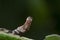 Pebble prominent moth caterpillar, Notodonta ziczac, walking, eating along a willow leaf during july