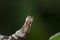 Pebble prominent moth caterpillar, Notodonta ziczac, walking, eating along a willow leaf during july