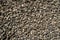 Pebble texture small pebbles. gravel, building material or trash