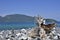 Pebble and tree stump on island, Lipe island