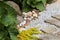 Pebbled path in the garden with Bergenia on flowerbed