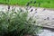 Pebbled path in the garden with lavender on flowerbed