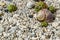 Pebbles on beach with colorful snail shells