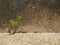 Pebbles concrete sand floor steps background texture with small young green trees on