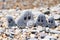 Pebbles with drawn faces in the sand. Father, mother, daughter and son. Family vocation concept