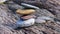 Pebbles flattened and rounded by powerful ocean waves