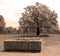 Pebbles on Jewish gravestones in Nazi concentration camp