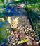 Pebbles and leaves next to a brook