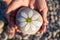 pebbles with a painted daisy in the hands of a child on the background of a pebble beach