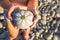 pebbles with a painted daisy in the hands of a child on the background of a pebble beach