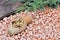 Pebbles and plants in rockery