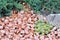 Pebbles and plants in rockery