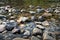 Pebbles and rocks in Avalanche Creek in Glacier National Park Montana. Selective focus