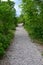 Pebbly forest path