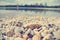 Pebbly lake shore on a sunny summer afternoon, vintage