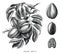 Pecan botanical hand drawing engraving style black and white clip art isolated on white background
