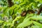 Pecan cluster that is open and brown, sitting on a green branch