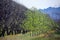 Pecan Grove in Arizona with mountains in background-2