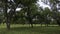 Pecan grove pasture with cattle herd