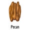 Pecan icon, cartoon style