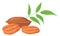 Pecan icon. Cartoon vegan food. Healthy nutrient