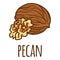 Pecan icon, hand drawn style