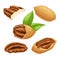 pecan nut set cartoon vector illustration